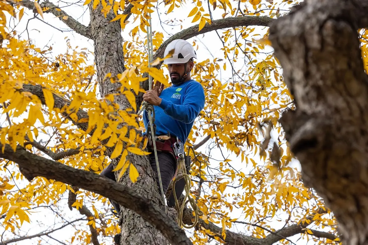 Skilled Tree Pruning crew working in Dexter